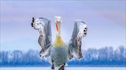 Διεθνές βραβείο σε φωτογραφία με πελεκάνο στην παγωμένη λίμνη Κερκίνη