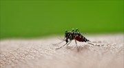 Μεταλλαγμένα κουνούπια στη Βραζιλία