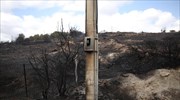 Υπό μερικό έλεγχο η πυρκαγιά στις Φέρες Έβρου