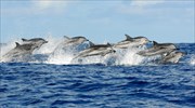 «Κοκτέιλ ρύπων» απειλεί τα δελφίνια της Μάγχης