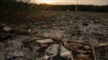 Οικολογική καταστροφή στη λίμνη Κορώνεια