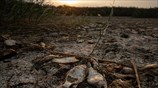  Οικολογική καταστροφή στη λίμνη Κορώνεια