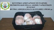 Λέσβος: Ο σκύλος μύρισε τη βαλίτσα με το χασίς