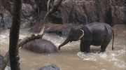 Έξι ελέφαντες πέθαναν στην προσπάθειά τους να σώσει ο ένας τον άλλο