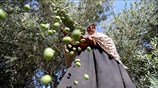 Ελιές απο την λωρίδα της Γάζας