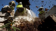 Υπέρ της προστασίας των μελισσών το Ευρωκοινοβούλιο