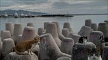 Αδέσποτες γάτες