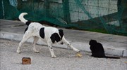 Θεσσαλονίκη: Καταγγελίες για βασανιστική θανάτωση ζώων σε Πεντάλοφο και Μελισσοχώρι