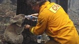 Αυστραλία: Παγκόσμια κινητοποίηση