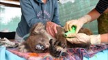 Τραυματισμένο κοάλα στην Αυστραλία