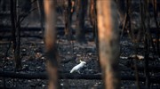 Αυστραλία: Οι πυρκαγιές έχουν κάψει δασικές εκτάσεις όσο το 1/3 της Ελλάδας