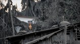 Πτηνό κάθεται πάνω σε σκεπή
