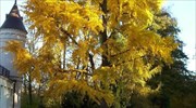 «Χημικά της μακροζωίας»: Αποκαλύφθηκε το μυστικό των «χιλιόχρονων δέντρων»