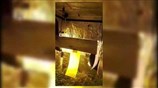 Υδροπονική καλλιέργεια δενδρυλλίων κάνναβης