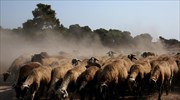 Hidden GPS tracker leads to stolen herd of sheep, four arrests for rustling