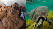 Stupendemys: Στο φως απολιθώματα μιας από τις μεγαλύτερες προϊστορικές χελώνες