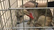Ηγουμενίτσα: Φυλάκιση και χρηματική ποινή για κακοποίηση σκύλου