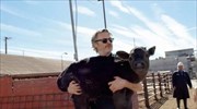 Ο Χοακίν Φίνιξ έσωσε αγελάδα και το νεογέννητο μοσχαράκι της από σφαγή