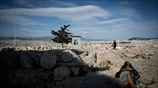 Αραλίκι στην Αθήνα