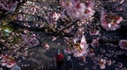 Ανθισμένες κερασιές στην Ιαπωνία