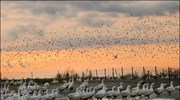 Θετικές στον επικίνδυνο τύπο της γρίπης των πτηνών γαλοπούλες στη Μ. Βρετανία