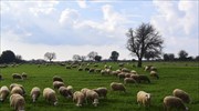 Ένταξη στους ΚΑΔ βοήθειας για καταβολή των 800 ευρώ ζητούν οι κτηνοτρόφοι