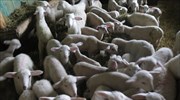 Ένταξη στα μέτρα στήριξης ζητούν οι κτηνοτρόφοι
