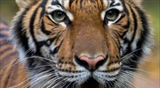 ΗΠΑ: Θετική στον Covid-19 μία τίγρης στον ζωολογικό κήπο του Bronx