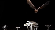 Ο ΠΟΥ επιμένει ότι ο κορωνοϊός προήλθε «μάλλον» από νυχτερίδες