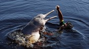 Ταϊλάνδη: Σπάνια ροζ δελφίνια εμφανίστηκαν στα ανοικτά των ακτών