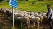 Δικαστήριο ΕΕ: Άλλα 166 εκατ. ευρώ στην Ελλάδα για τις επιδοτήσεις σε βοσκοτόπια