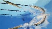 Αυξάνεται ο αριθμός των αθλητών που ξεκινούν προπονήσεις με βάση τη νέα ΚΥΑ
