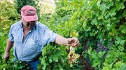 Mixed picture for Greek wine exports in 2019; down in EU, up in third countries