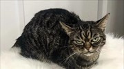 «Angry Kitzia»: Η διάδοχος της πιο μουτρωμένης γάτας στον κόσμο