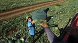 Αγροτικές εργασίες στη Δυτική Όχθη