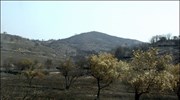 WWF: Στάχτη 1,8 εκατ. στρέμματα στην Πελοπόννησο