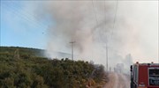 Υπό μερικό έλεγχο δασική πυρκαγιά στον Άγιο Στέφανο Αττικής