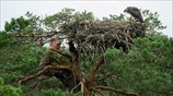Επίσκεψη σε έναν σταυραετό