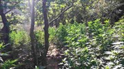 Ιωάννινα: Εντοπίστηκε νέα χασισοφυτεία στο Λούρο