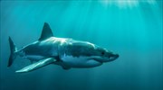 ΗΠΑ: Νεκρή κολυμβήτρια από επίθεση λευκού καρχαρία στο Μέιν