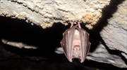 Νέος κορωνοϊός: Για δεκαετίες στις νυχτερίδες ο ιός;