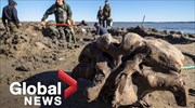Woolly mammoth skeleton found in Siberian lake in Russia
