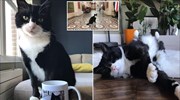 Πάλμερστον: Ο γάτος του Φόρεϊν Όφις βγαίνει στη σύνταξη