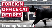 Palmerston the Foreign Office cat retires from Chief Mouser duties