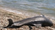 Νεκρό δελφίνι βρέθηκε στη θέση Καλαμάρι στη  Λέσβο