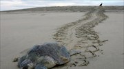 Νεκρή χελώνα καρέτα-καρέτα σε παραλία της Πύλου