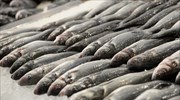 Θεσσαλονίκη:Ετοιμάζονταν να ρίξουν στην αγορά και να προσφέρουν σε ιδρύματα πάνω από 150κ. ακατάλληλων ψαριών
