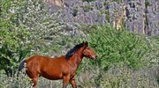 Ιταλικά εύσημα στην Ελλάδα για την απαγόρευση σφαγής αλόγων