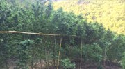 Λαμία: Ξεριζώθηκε μια τεράστια φυτεία χασίς