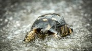 Χελώνα βρέθηκε 74 μέρες μετά την εξαφάνισή της… 200 μέτρα μακριά από το σπίτι της